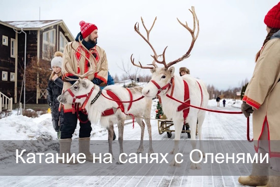 Катание на санях с Оленями