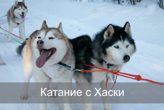 Катание с Хаски