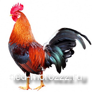 Петух