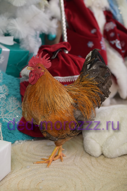 Дед Мороз и Снегурочка c ручным Петухом