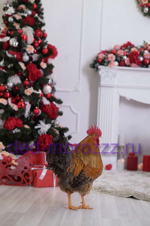 Дед Мороз и Снегурочка c ручным Петухом