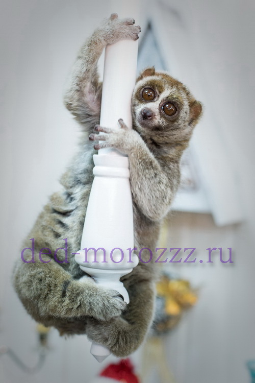 Иллюзионное шоу с животными