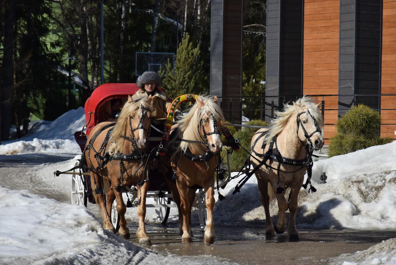 Катание на санях с Лошадьми