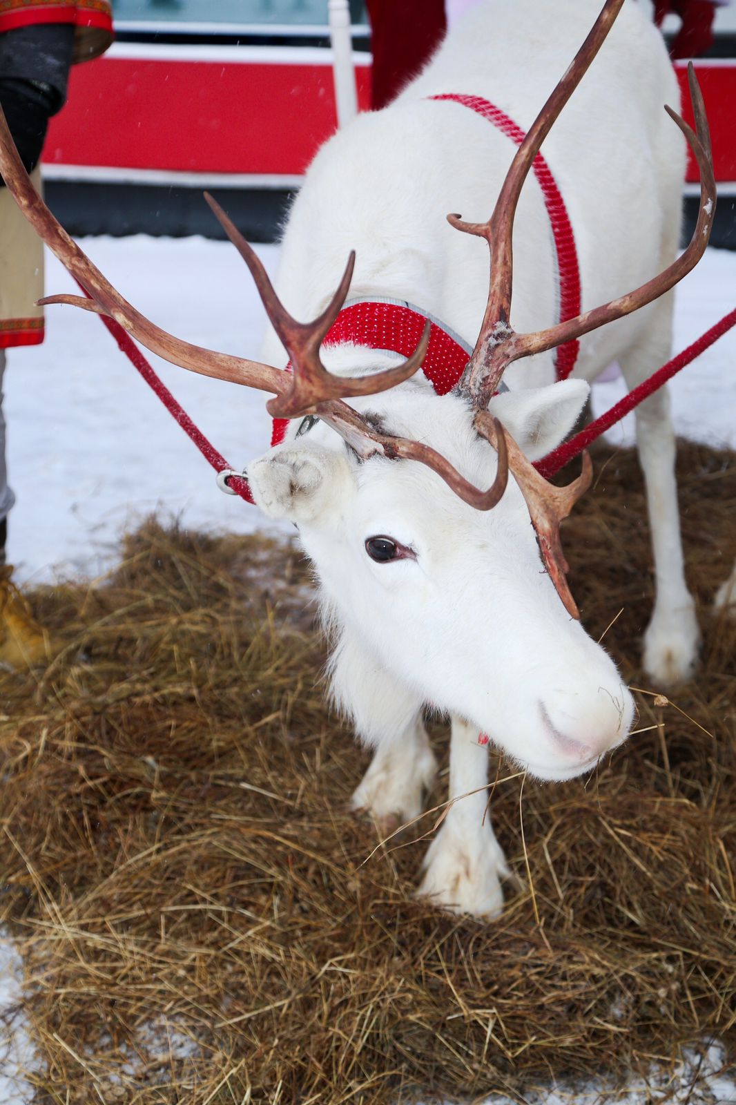 Катание на санях с Оленями