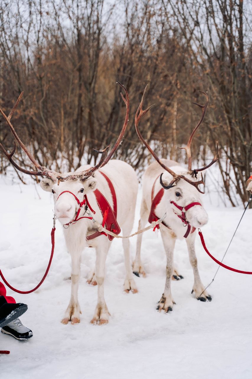 Катание на санях с Оленями
