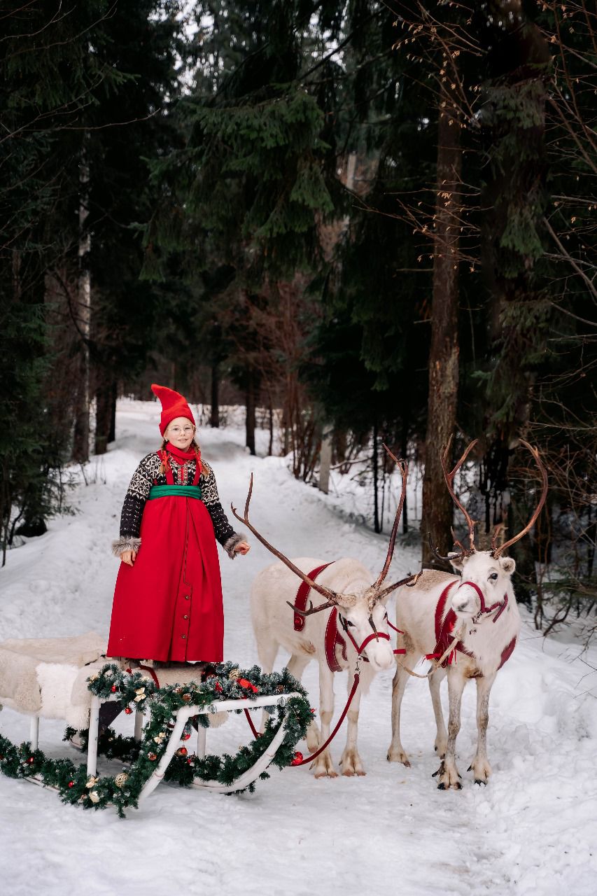 Катание на санях с Оленями