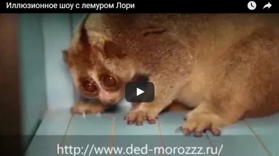 Новогоднее иллюзионное шоу с животными