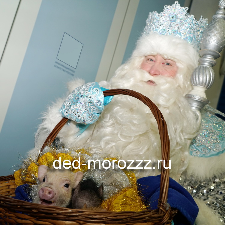 новогоднее мини пиг шоу