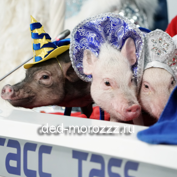 новогоднее пигги шоу