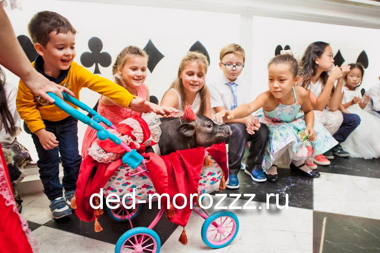 новогоднее мини пиг шоу