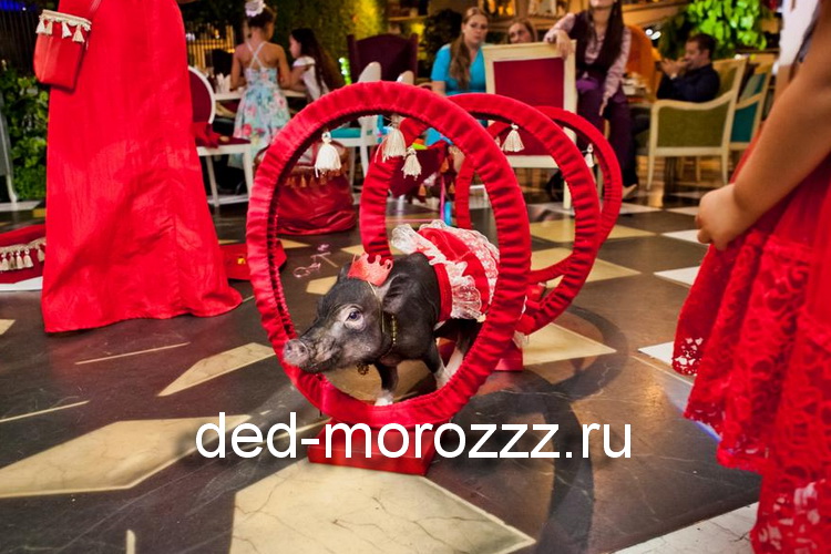 новогоднее мини пиг шоу