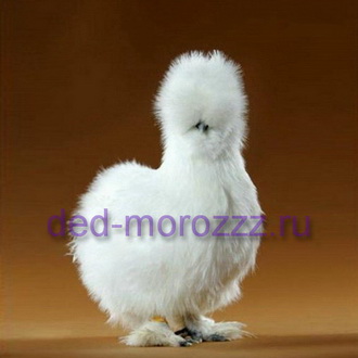 Новогоднее иллюзионное шоу с Пушистым петухом