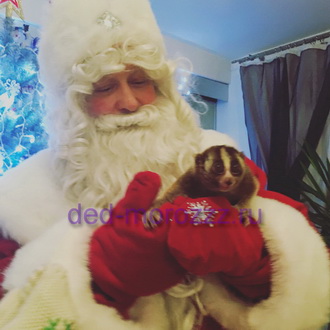 Дед Мороз и Снегурочка с лемуром