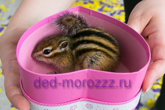 Фабрика сюрпризов Деда Мороза с животными