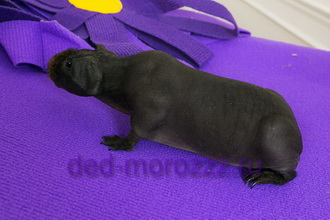 Фабрика сюрпризов Деда Мороза с животными