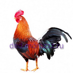 Новогоднее иллюзионное шоу с Царским петухом